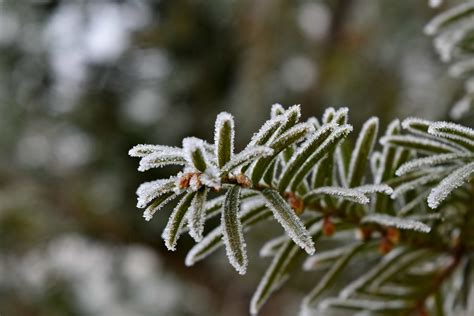 Free Picture Branches Cold Conifer Freeze Frost Green Leaves Ice