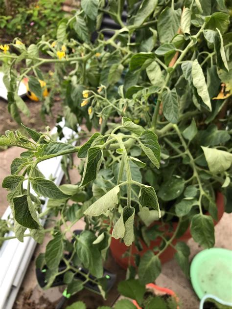 Why Are My Tomato Plant Leaves Curling ~ Gardening And Landscaping