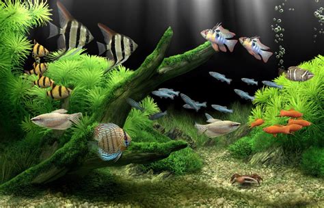 Dream Aquarium Screensaver Free Download For Windows 10 7
