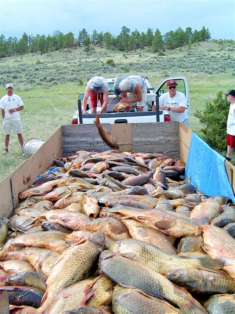 Canyon Ferry Carp Safari Scheduled June 11 2016 Montana Hunting And