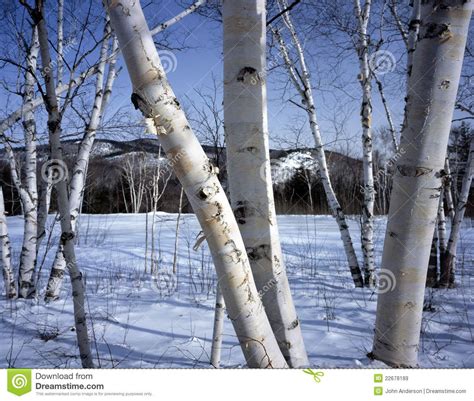 New Hampshire White Birch Trees In Winter White Birch Trees Winter