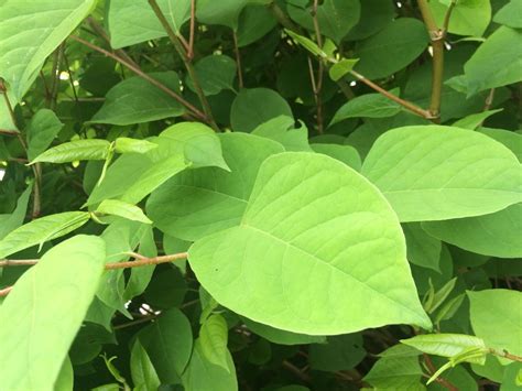Only a female specimen had made the trip from nagasaki to utrecht to london to the watersheds of ireland and wales, so there were no knotweed seeds in the british isles, just fragments of the plant's. How to Kill Japanese Knotweed - The Japanese Knotweed Company