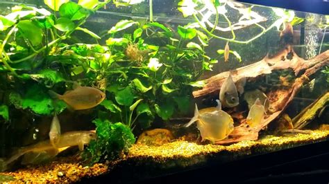 Feeding My New World Tank With Bluegill Silver Dollars And More