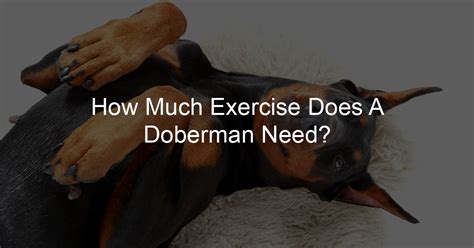 How Much Exercise Does A Doberman Need