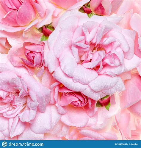 Full Frame Closeup Of Beautiful Fresh Pink Roses Blooming Stock Photo