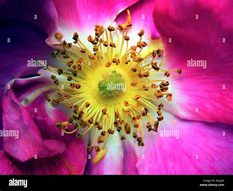 Arten Rose Mit Schalenförmig Tief Kirschrot Rosa Blüten Mit Weißem Auge
