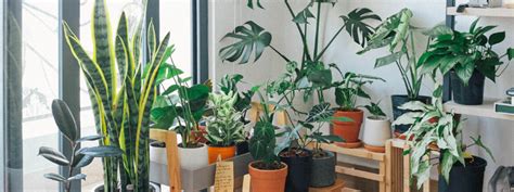 Mr Fothergills Top 7 Tips On Growing Healthy Indoor Plants