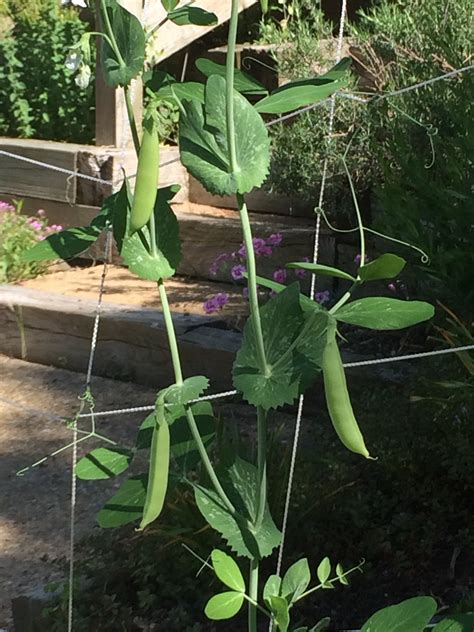 You Can Grow That Sugar Snap Peas Pegplant