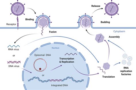 Virus Replicative Life Cycle Viruses Package Their Rna Or Dna Genetic