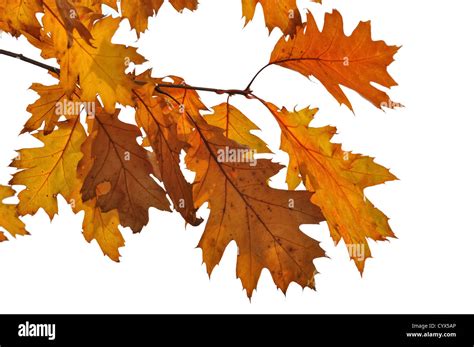 Golden Oak Leaves On White Background Stock Photo Alamy