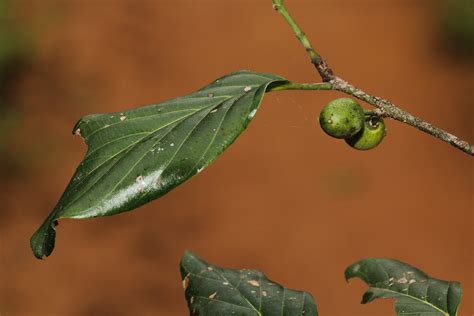 Flora Of Botswana Species Information Individual Images Berchemia