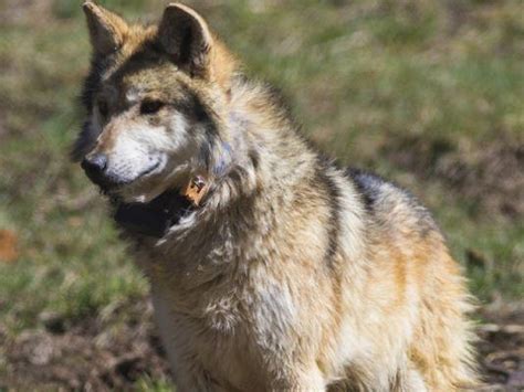 Game And Fish Study Concludes Most Mexican Gray Wolf Territory South Of