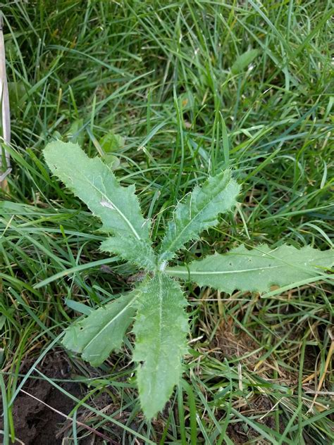 How Do I Kill Thistles In My Lawn