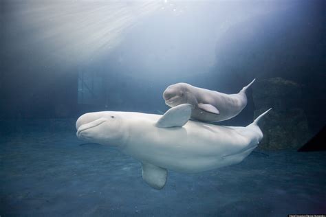 Shedd Baby Beluga Naming Contest Chicagos Aquarium