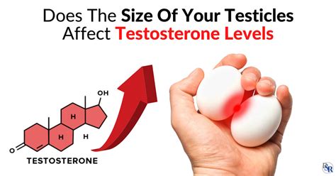 does the size of your testicles affect testosterone levels dr sam robbins