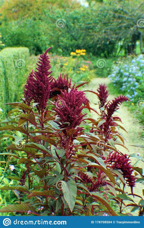 Tall Maroon Flowering Plant In A Garden Stock Photo Image Of Floral