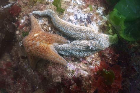 Whats Eating The Starfish Mystery Rot Threatens Populations On Both