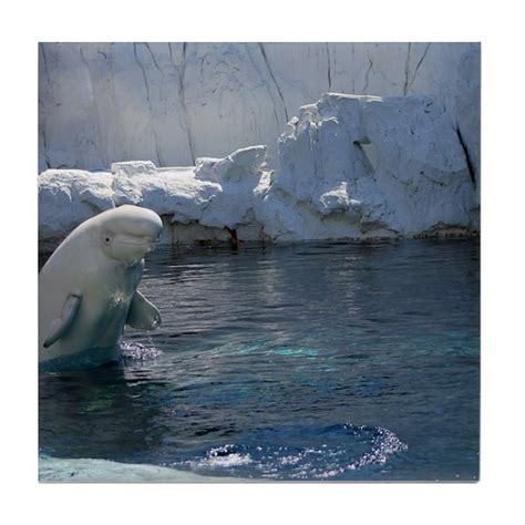 Beluga Whale Jumping 2 Tile Coaster By Rebeccafowlesphotography Cafepress