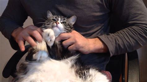 Cat Massage Youtube