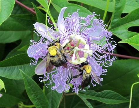 Passion Flower Bees Brookside Gardens Img7145 Brookside Flickr