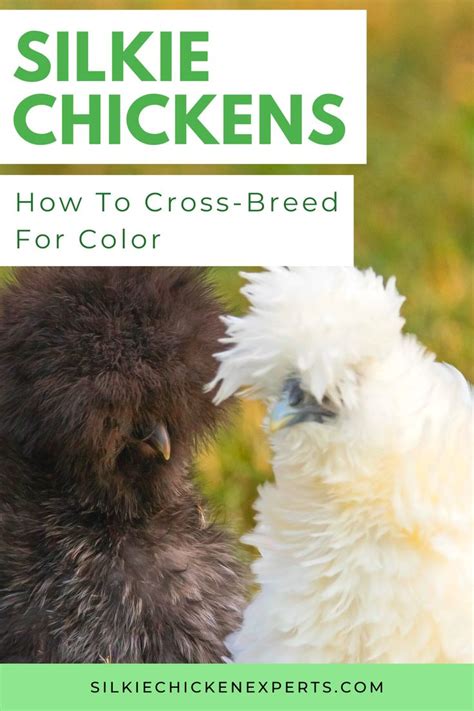 A Complete Guide To Silkie Chicken Colors Breeding Chart Sexing Standards And More In 2022