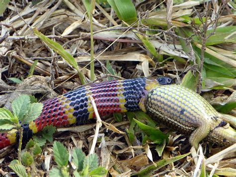 Do some snakes eat other snakes? Costa Rican Pollination Study Expedition Blog ...