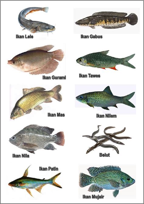 Daftar Nama Ikan Laut Beserta Nama Latinnya 11 Ikan Hias Air Laut