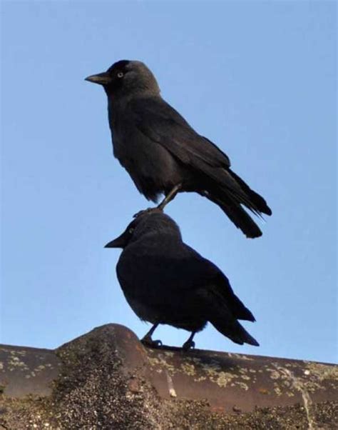 Funny Crows Pics 25 Klykercom