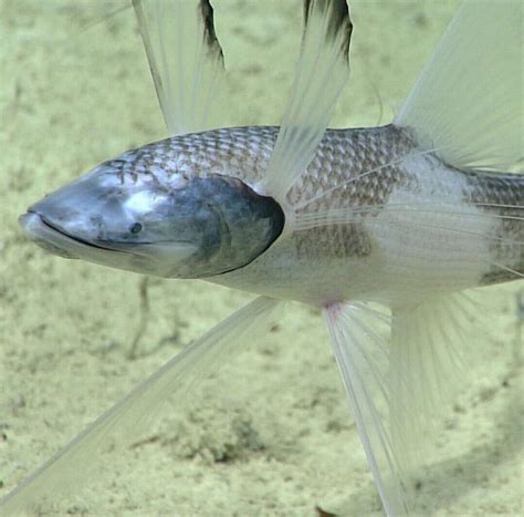 The Tripod Fish Fish Sea Fish Ocean Creatures