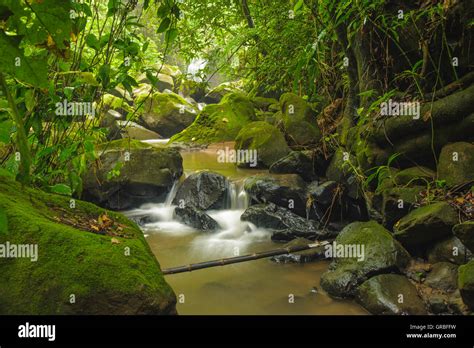 Costa Rica Rainforest Stock Photo Alamy