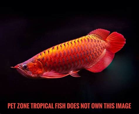 Fish for sale in india. Fun Fish Fact Friday - The Mystical Arowana Fish - Pet ...
