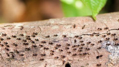 how to get rid of termites advice for tackling these small but mighty pests gardeningetc