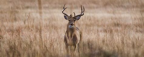 White Tailed Deer Facts Findings And Numbers