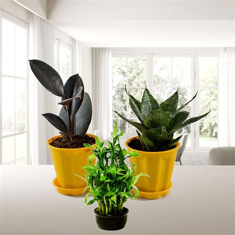 Buy Best 3 Table Top Office Desk Plants At Nursery Nisarga