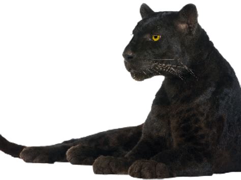 Panther Png Clipart Large Size Png Image Pikpng
