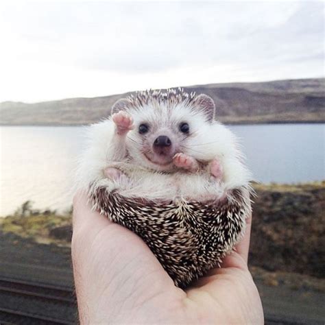 10 Adorable Hedgehog Pics To Celebrate Hedgehog Day Bored Panda