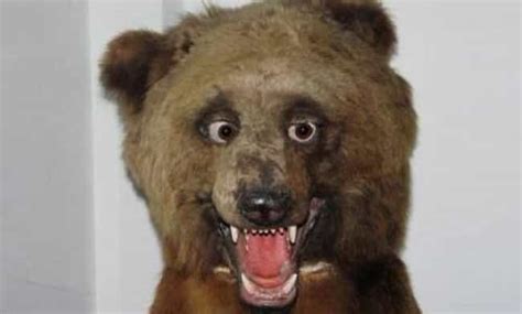 24 Taxidermy Fails That Are Both Funny And Horrifying