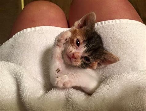 Calico Kitten With Feline Leukemia Proves That Love Trumps All