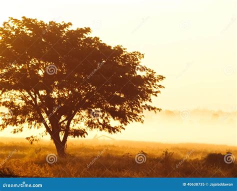 Silhouette Of Lonely Tree At Sunrise With Mist As Background Stock