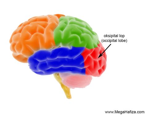 Oksipital Lob Nedir Occipital Lob Nedir Beynin Görme Merkezi