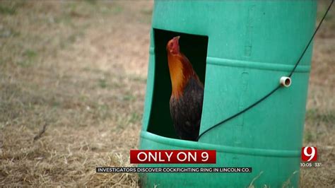 Only On 9 Cockfighting Ring Discovered Near Harrah When Officers Served A Search Warrant