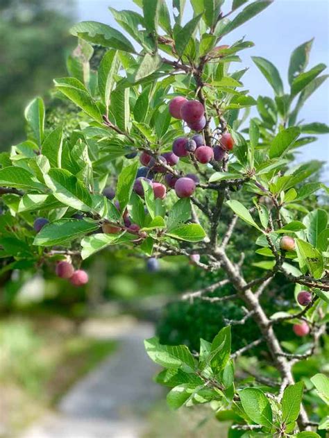 All About The Beach Plum Tree Minneopa Orchards