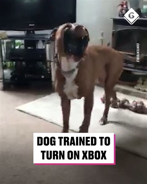 This Dog Is Trained To Turn On An Xbox 🥹 This Dog Is Trained To Turn