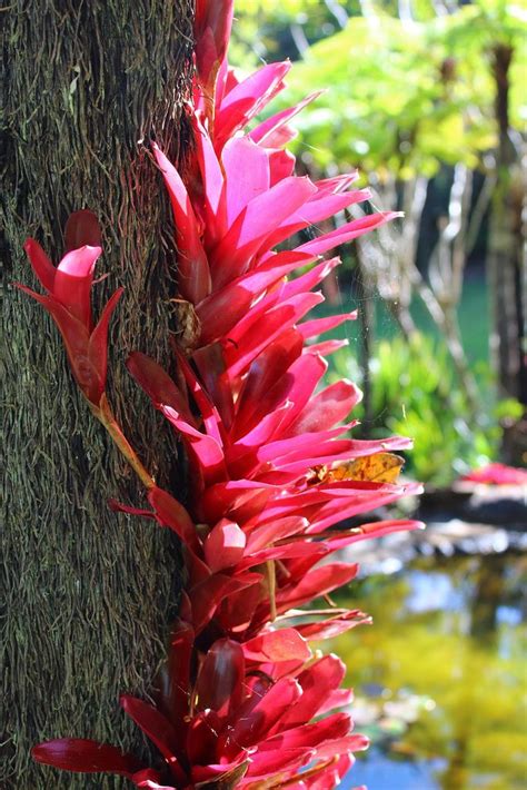 Neoregelia Sp Fireball Bromeliads Unusual Plants Plants