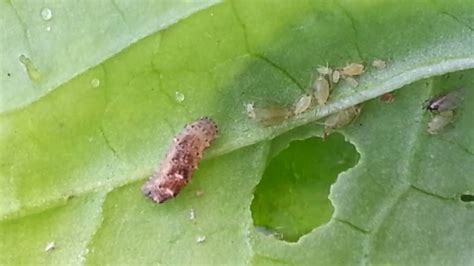 Larvae Eating Aphids Youtube