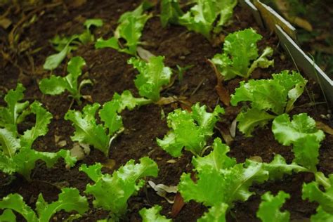 How To Grow Lettuce At Home With Seeds And Without Seeds