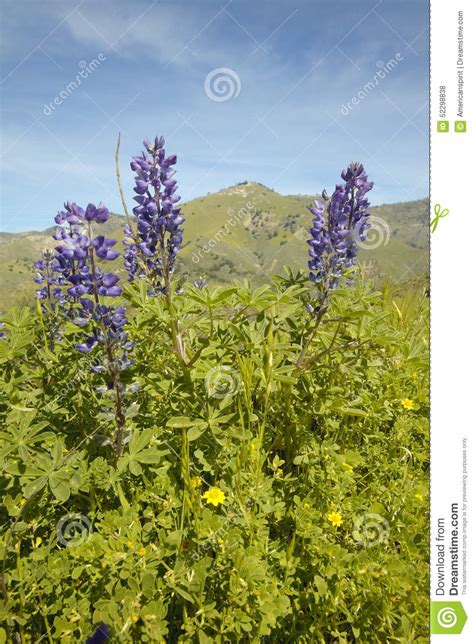 Purple Lupine And Green Grass In Spring Hills Of Figueroa Mountain Near