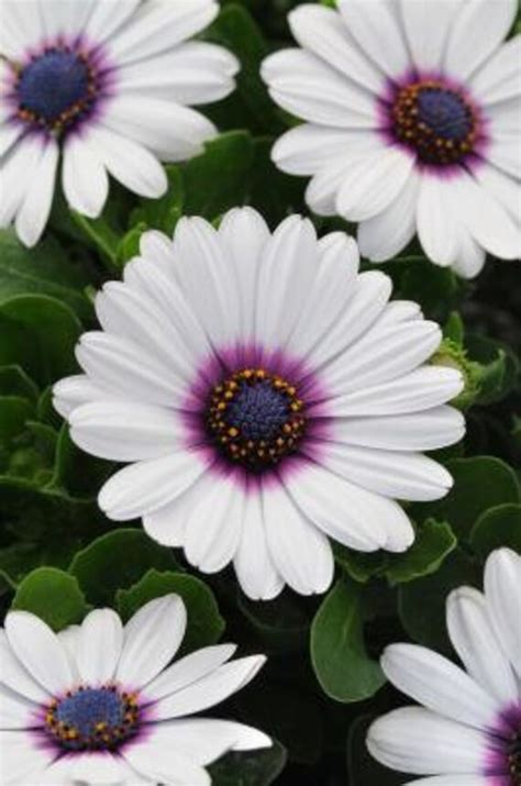 White Cape Daisy With Purple Center 25 Flower Garden Seeds From