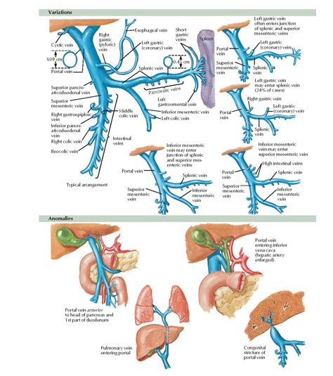 Variations And Anomalies Of Hepatic Portal Vein Anatomy Pediagenosis