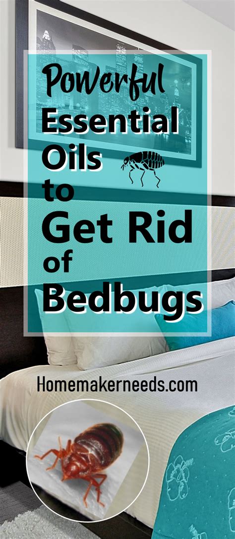 How To Use Essential Oils For Bed Bugs In 2020 With Images